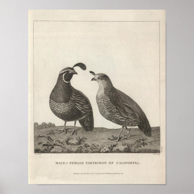 Male & Female Partridge of California Poster (Front)