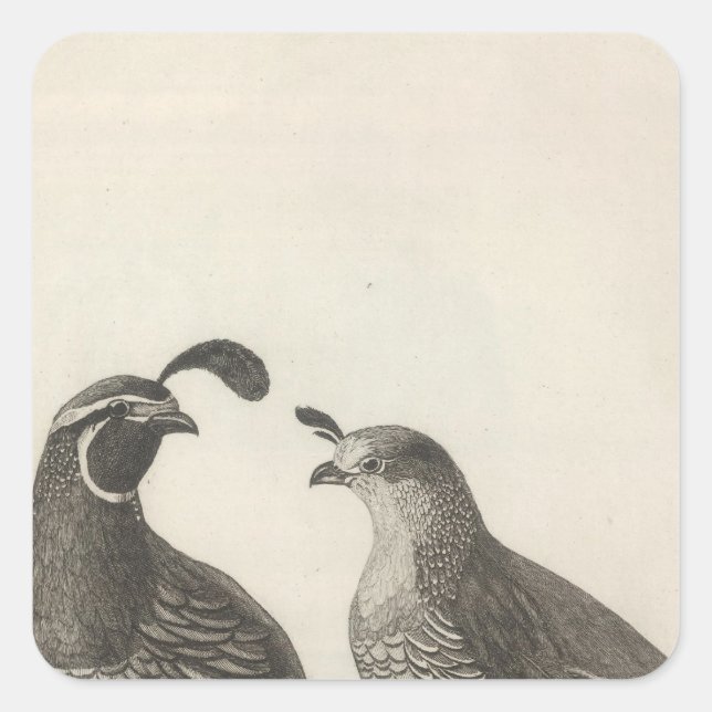 Male & Female Partridge of California Square Sticker (Front)