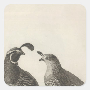 Male & Female Partridge of California Square Sticker