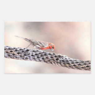 Male Finch Rectangular Sticker