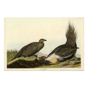 (Male Fowl) of the Plains Audubon Birds of America Photo Print