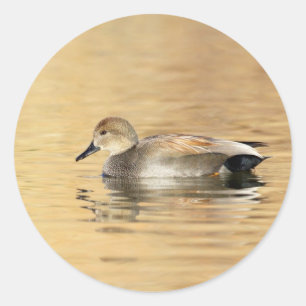 Male Gadwall Duck Classic Round Sticker