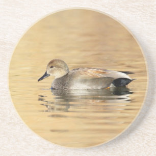 Male Gadwall Duck Coaster