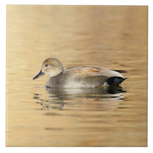 Male Gadwall Duck Tile