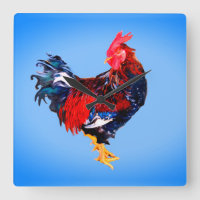 male gallinaceous ,rooster
