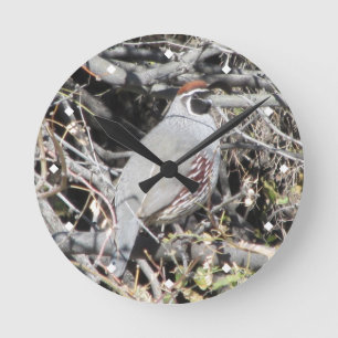 Male Gambel's Quail Clock