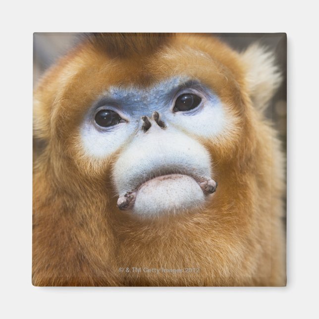 Male Golden Monkey Pygathrix roxellana Magnet (Front)