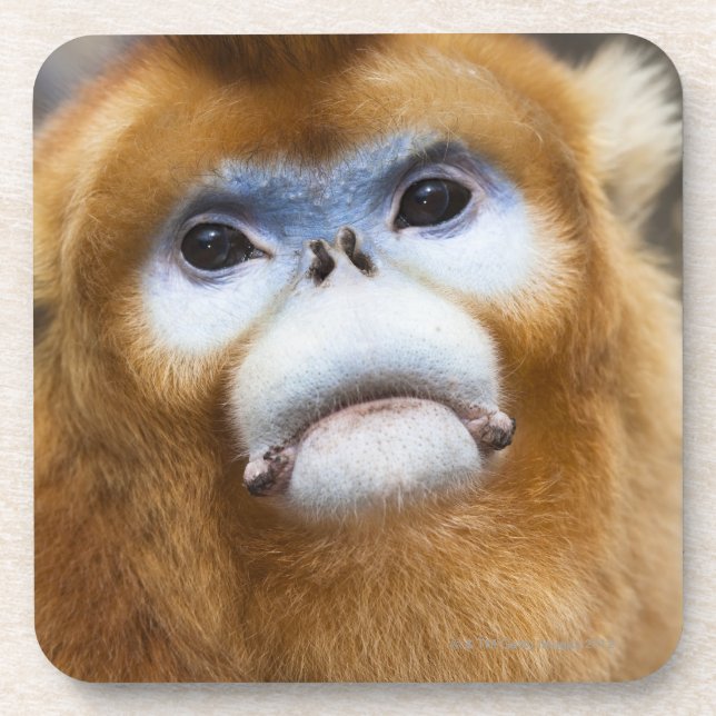 Male Golden Monkey Pygathrix roxellana, portrait Coaster (Front)