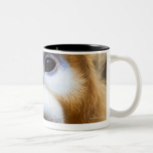 Male Golden Monkey Pygathrix roxellana, portrait Two-Tone Coffee Mug