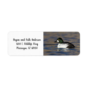 Male Goldeneye duck