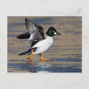 Male Goldeneye duck flapping on ice Postcard