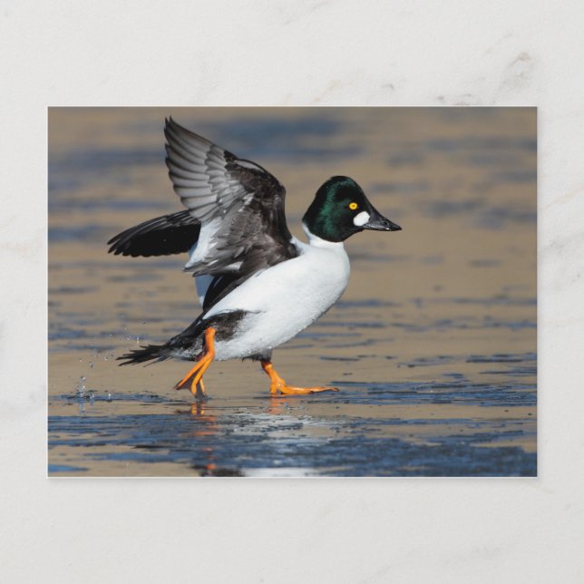 Male Goldeneye duck  flapping on ice Postcard (Front)