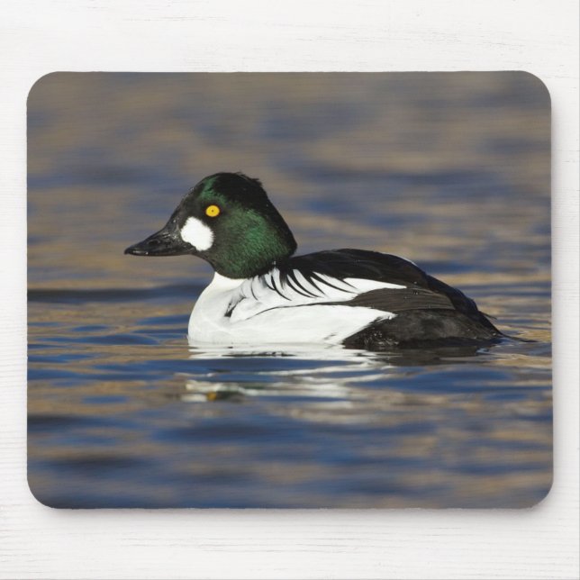 Male Goldeneye duck  Mouse Mat (Front)