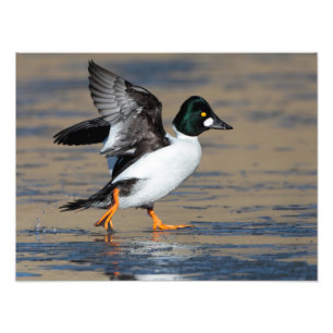 Male Goldeneye flapping on ice Photo Print