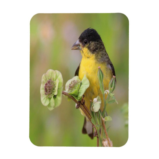 Male  Goldfinch Magnet (Vertical)