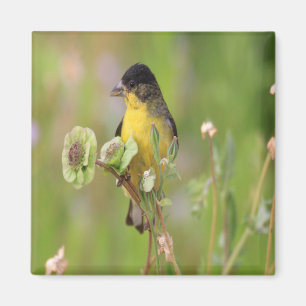 Male Goldfinch perched on flowers Magnet