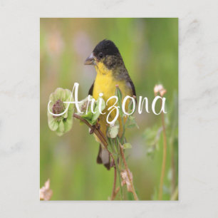 Male Goldfinch perched on flowers Postcard
