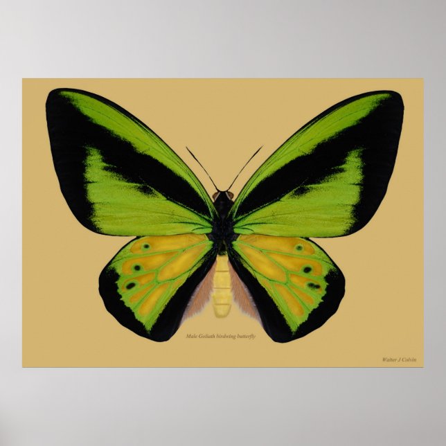 Male Goliath birdwing Butterfly Poster (Front)