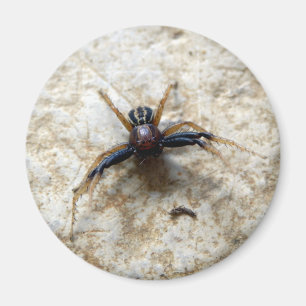 Male Ground Crab Spider Magnet