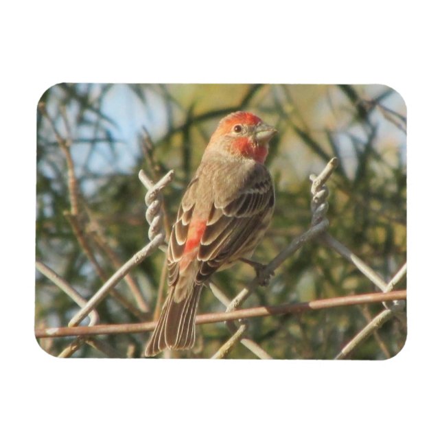 Male House Finch Magnet (Horizontal)