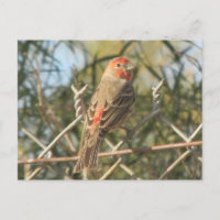 Male House Finch Postcard