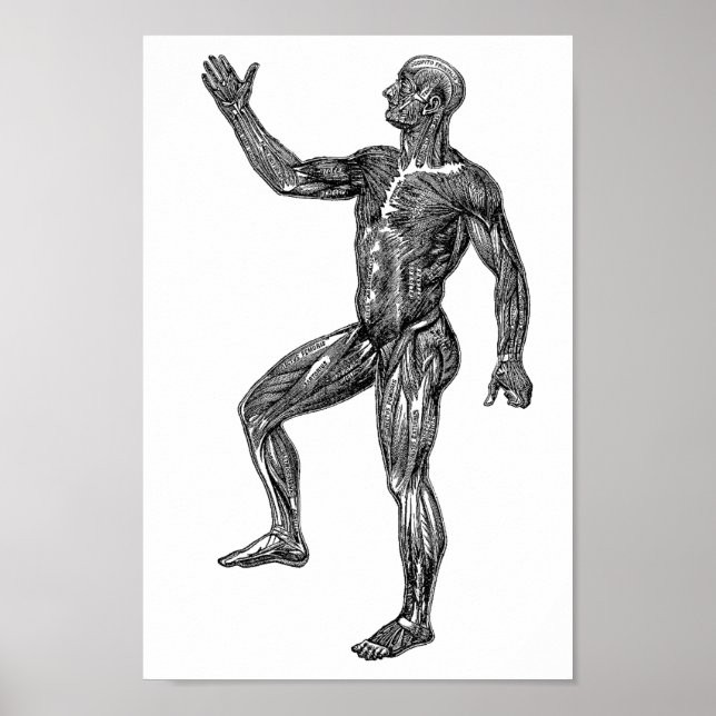 Male Human Anatomy Muscles Medical Science art Poster (Front)