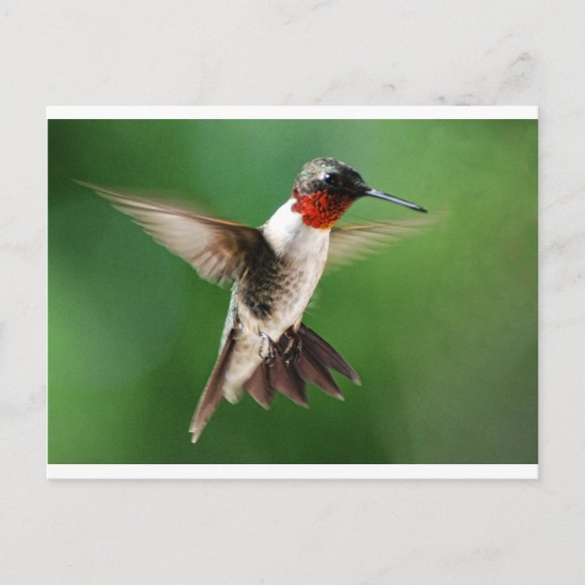 Male Hummingbird Postcard (Front)
