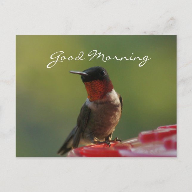 Male Hummingbird Postcard- customise Postcard (Front)