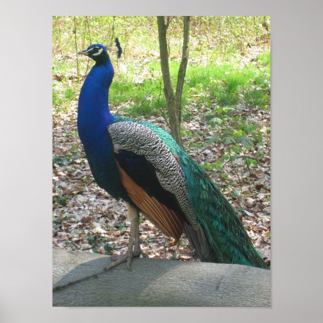 Male Indian Peacock Poster (Front)