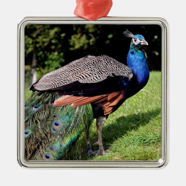 Male Indian Peafowl Metal Tree Decoration (Front)