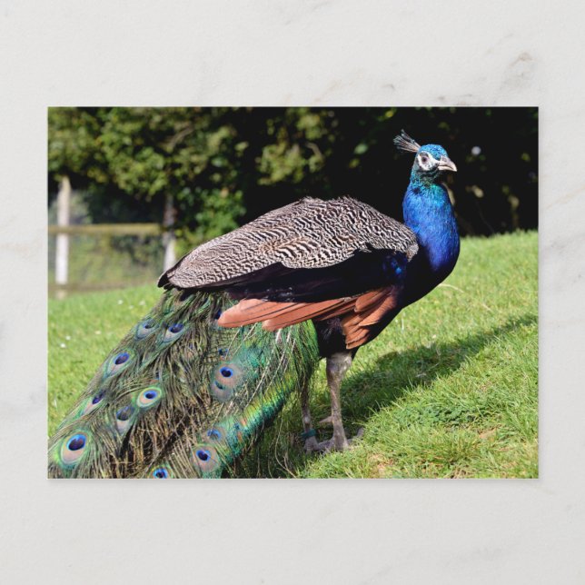 Male Indian Peafowl Postcard (Front)