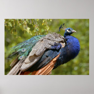 Male Indian Peafowl Poster