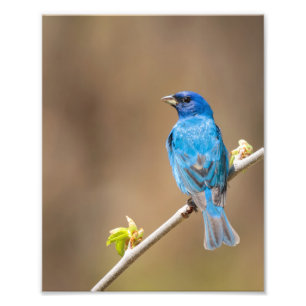 Male Indigo Bunting Bird In Spring Tree Photo Print