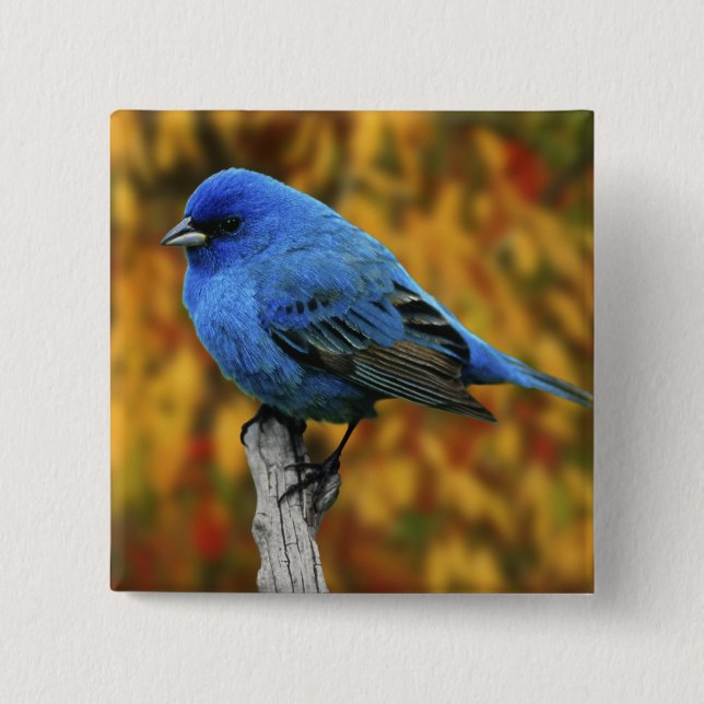 Male Indigo Bunting, Passerina cyanea 15 Cm Square Badge (Front)