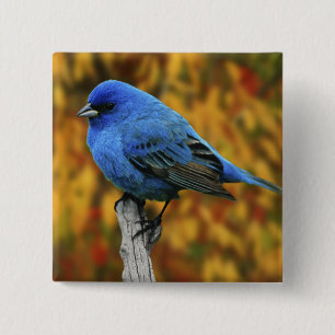 Male Indigo Bunting, Passerina cyanea 15 Cm Square Badge