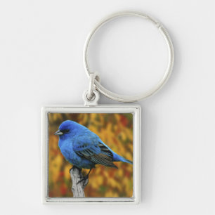 Male Indigo Bunting, Passerina cyanea Key Ring