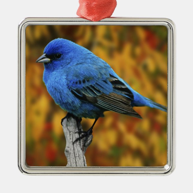 Male Indigo Bunting, Passerina cyanea Metal Tree Decoration (Front)