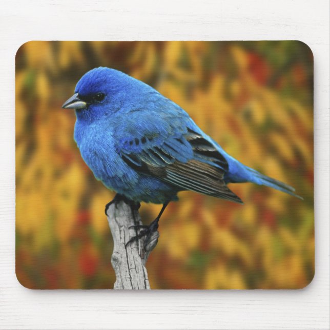 Male Indigo Bunting, Passerina cyanea Mouse Mat (Front)