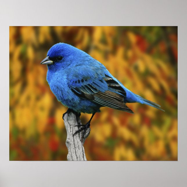 Male Indigo Bunting, Passerina cyanea Poster (Front)