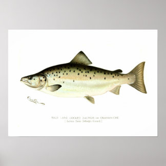Male Land-locked Salmon or Quaniche Poster