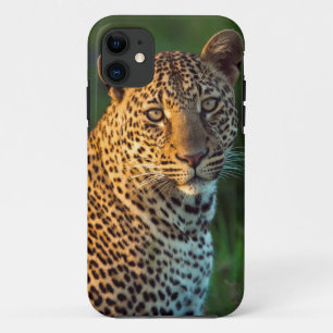 Male Leopard (Panthera Pardus) Full-Grown Cub iPhone 11 Case