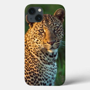 Male Leopard (Panthera Pardus) Full-Grown Cub iPhone 13 Case
