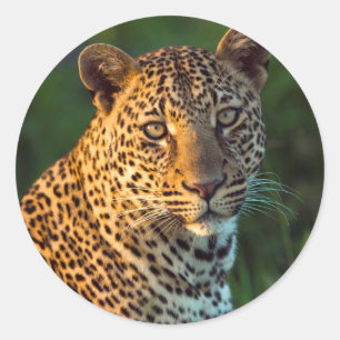 Male Leopard (Panthera Pardus) Full-Grown Cub Classic Round Sticker