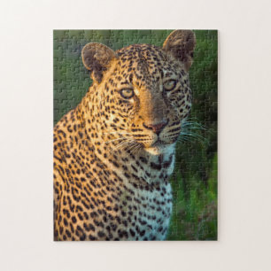 Male Leopard (Panthera Pardus) Full-Grown Cub Jigsaw Puzzle