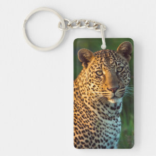 Male Leopard (Panthera Pardus) Full-Grown Cub Key Ring