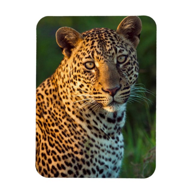 Male Leopard (Panthera Pardus) Full-Grown Cub Magnet (Vertical)