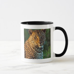 Male Leopard (Panthera Pardus) Full-Grown Cub Mug