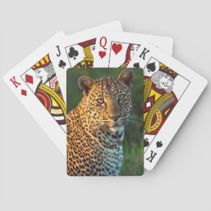 Male Leopard (Panthera Pardus) Full-Grown Cub Playing Cards