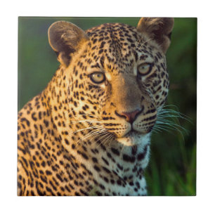Male Leopard (Panthera Pardus) Full-Grown Cub Tile