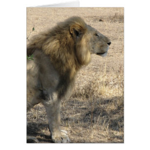 Male Lion